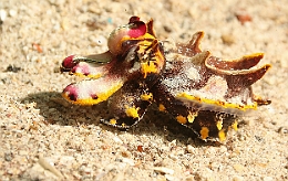 Sipadan_2015_Seiche flamboyante_Metasepia pfefferi_IMG_3078_rc